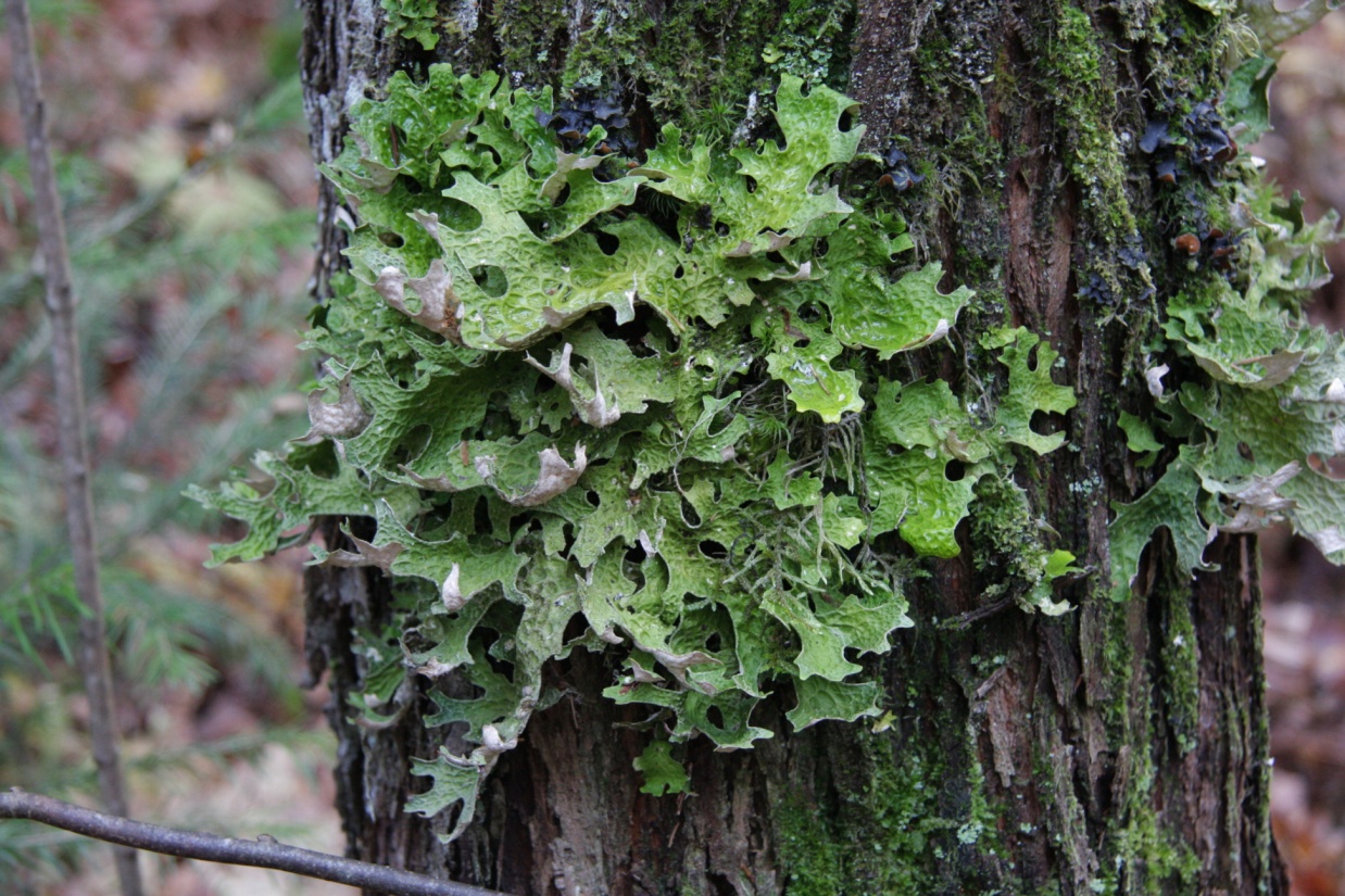 Представитель Семейства Lobariaceae